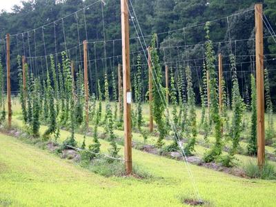 Rows of hop vines trained on tall wooden trellis poles in a grassy field