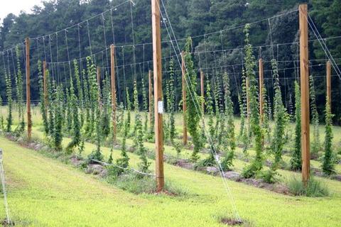 Rows of hop vines trained on tall wooden trellis poles in a grassy field