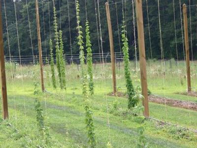 Young hop vines climbing vertical strings on wooden trellis posts in a field