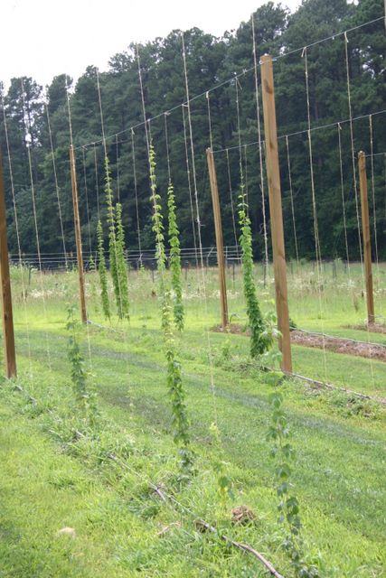 Young hop vines climbing vertical strings on wooden trellis posts in a field