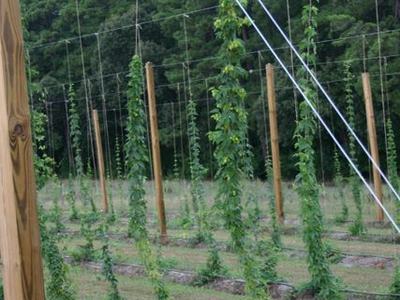 Rows of wooden trellis poles with climbing hop vines in a field