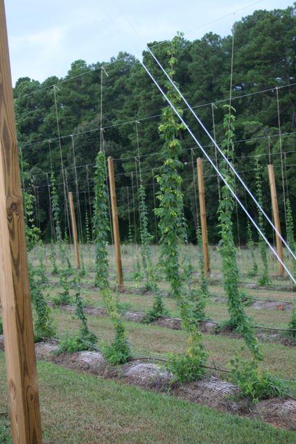 Rows of wooden trellis poles with climbing hop vines in a field