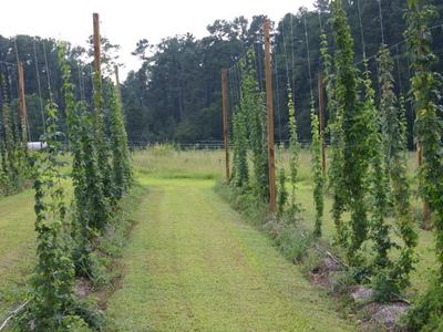 Rows of trellised hop vines climbing strings between wooden poles in a grassy field