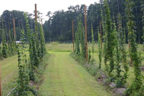 Rows of trellised hop vines climbing strings between wooden poles in a grassy field