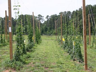 Rows of trellised hop plants climbing wooden poles in a grassy field
