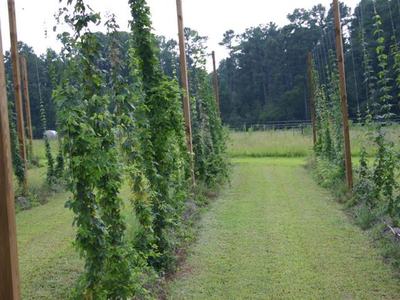 Rows of hop vines climbing wooden poles with a mowed grassy path between them