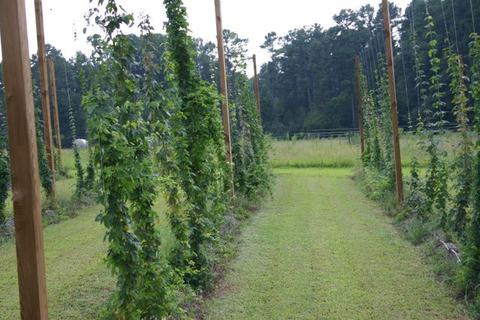 Rows of hop vines climbing wooden poles with a mowed grassy path between them