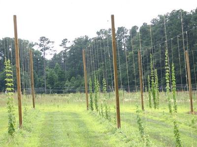 Rows of hop plants climbing tall trellis poles in a grassy field