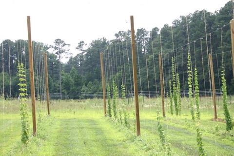 Rows of hop plants climbing tall trellis poles in a grassy field