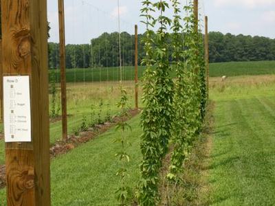 Hops bines climbing vertical strings on wooden trellis posts in a grassy field