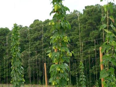 Hop bines climbing vertical strings on trellis poles in a cultivated field
