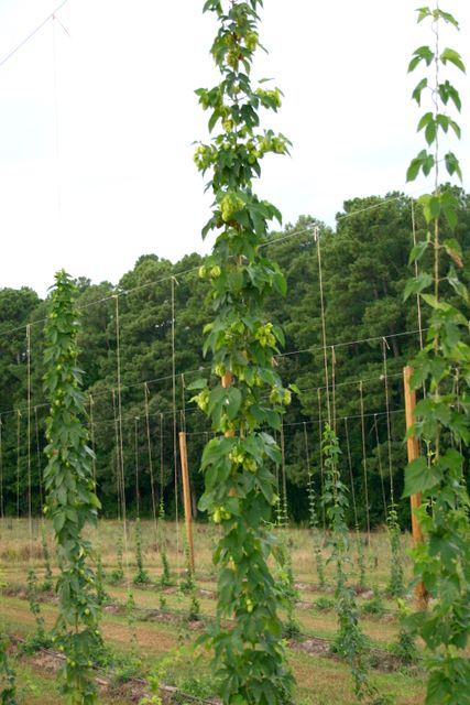 Hop bines climbing vertical strings on trellis poles in a cultivated field