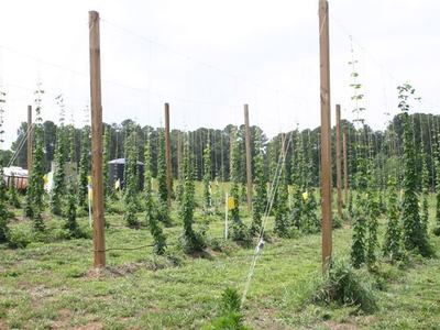 Hop plants trained up vertical strings between wooden poles in a cultivated field