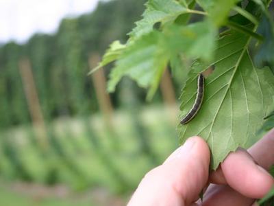 Hand touching a grape leaf with a small dark-striped caterpillar on it