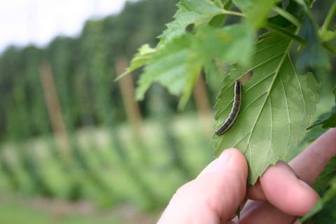 Hand touching a grape leaf with a small dark-striped caterpillar on it