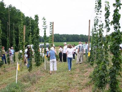 Group of people inspecting rows of tall trellised hops bines in a field
