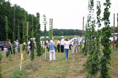 Group of people inspecting rows of tall trellised hops bines in a field