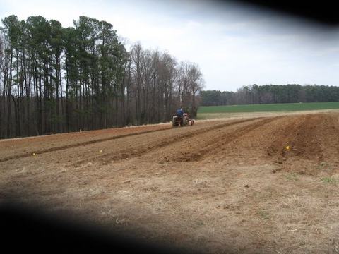 Tractor with operator plowing furrows in a field near a line of trees