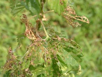Leaves heavily skeletonized and browned from insect feeding