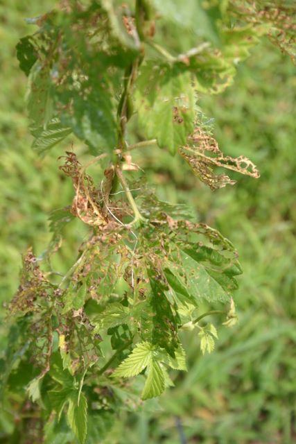 Leaves heavily skeletonized and browned from insect feeding