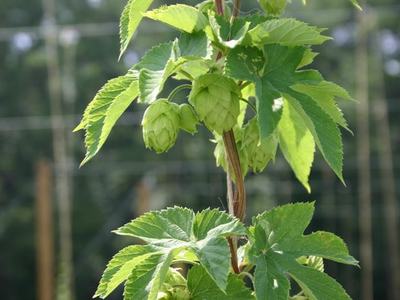 Hop vine climbing a twine trellis with clusters of green hop cones and serrated leaves