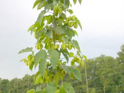 Hop vine climbing a trellis with cone-shaped hop flowers in a hop yard