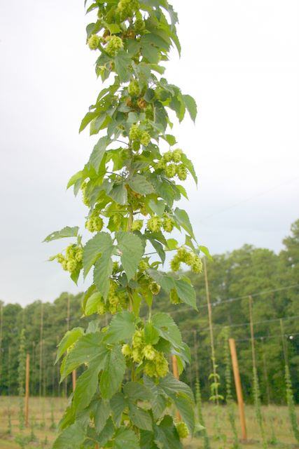 Hop vine climbing a trellis with cone-shaped hop flowers in a hop yard