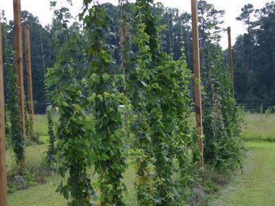 Rows of tall hop vines trained on wooden poles in a grassy field