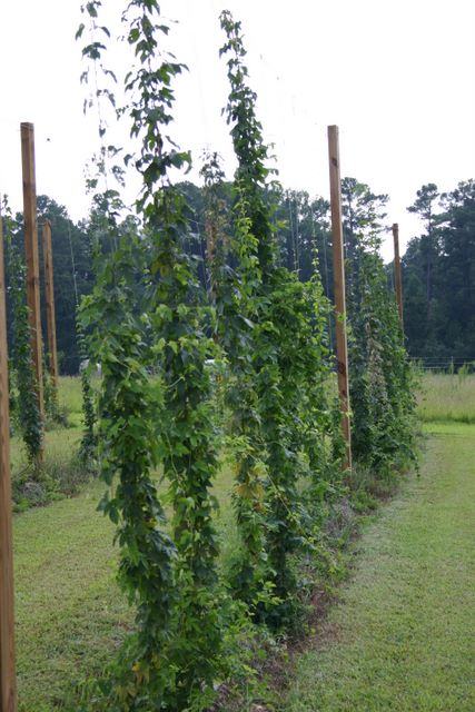 Rows of tall hop vines trained on wooden poles in a grassy field
