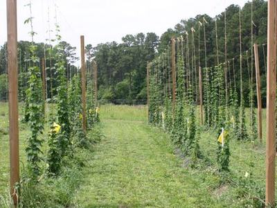 Rows of hop vines climbing tall wooden trellises in a grassy field