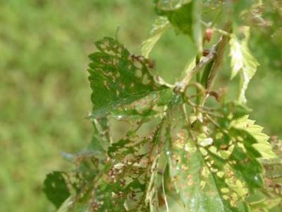 Young plant leaves with extensive insect chewing damage and holes