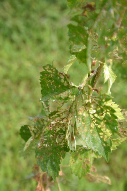 Young plant leaves with extensive insect chewing damage and holes