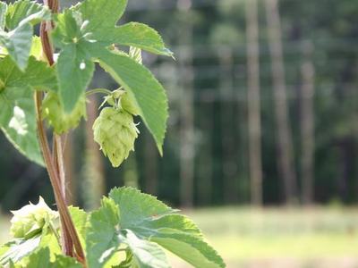 Hop vine with green hop cone hanging among leaves, blurred field and trees background
