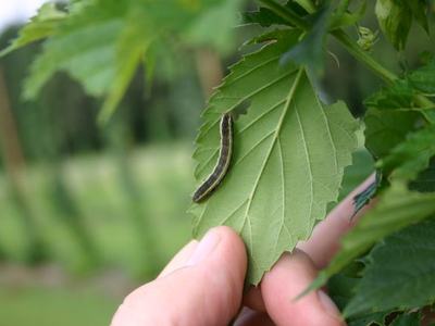 Green caterpillar on underside of a leaf held between a person's fingers