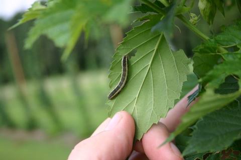 Green caterpillar on underside of a leaf held between a person's fingers