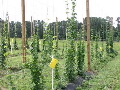 Hop bines climbing trellis poles in rows across a grassy field with yellow sticky traps