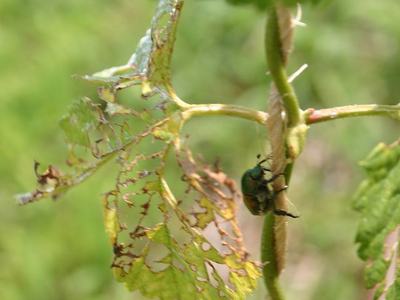 Green beetle clinging to a vine stem beside a skeletonized leaf
