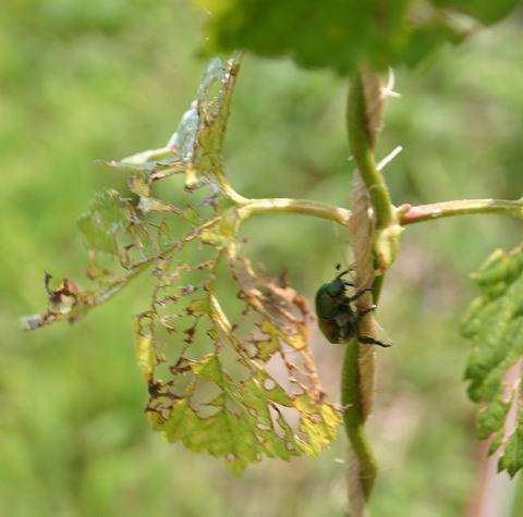 Green beetle clinging to a vine stem beside a skeletonized leaf