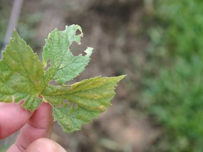 Hand holding a green leaf with irregular insect-chewed holes