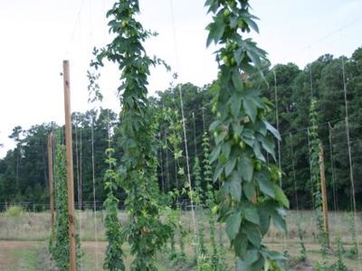 Hop vines climbing twine between wooden poles in a field