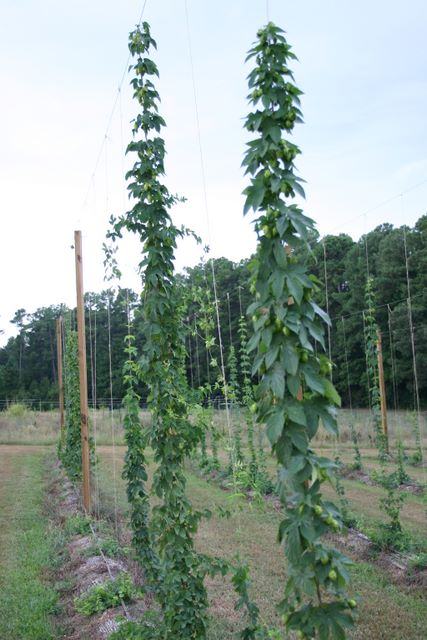 Hop vines climbing twine between wooden poles in a field