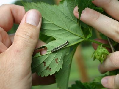 Hands holding a leaf with a small striped green caterpillar on its surface