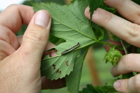 Hands holding a leaf with a small striped green caterpillar on its surface