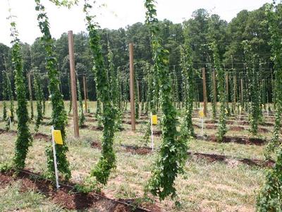 Rows of hop bines climbing vertical poles with yellow insect traps in a field