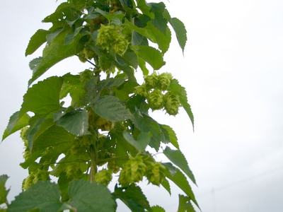 Tall hop vine with green hop cones and serrated leaves against pale sky