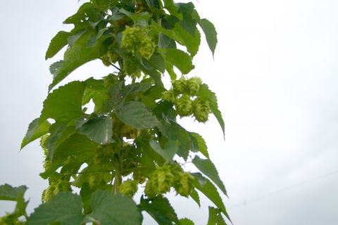 Tall hop vine with green hop cones and serrated leaves against pale sky