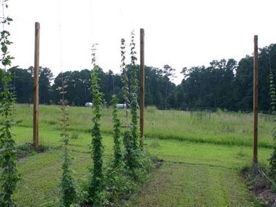 Trellised climbing plants growing on tall wooden poles in a grassy field