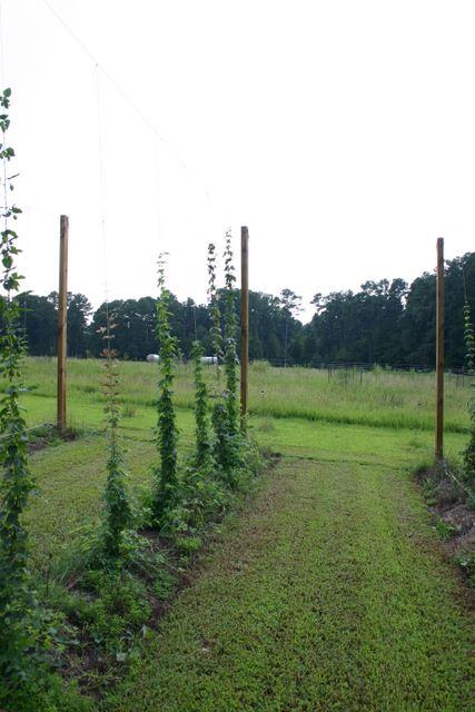 Trellised climbing plants growing on tall wooden poles in a grassy field