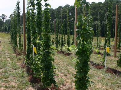 Climbing vines trained on vertical poles in rows across a field
