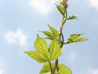 Green vine with serrated leaves climbing a vertical twine against a blue sky